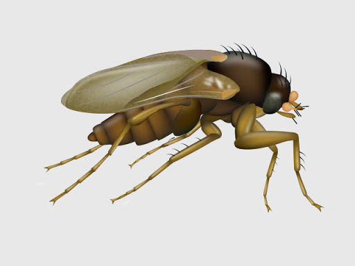 Pest control bedbugs Nashville