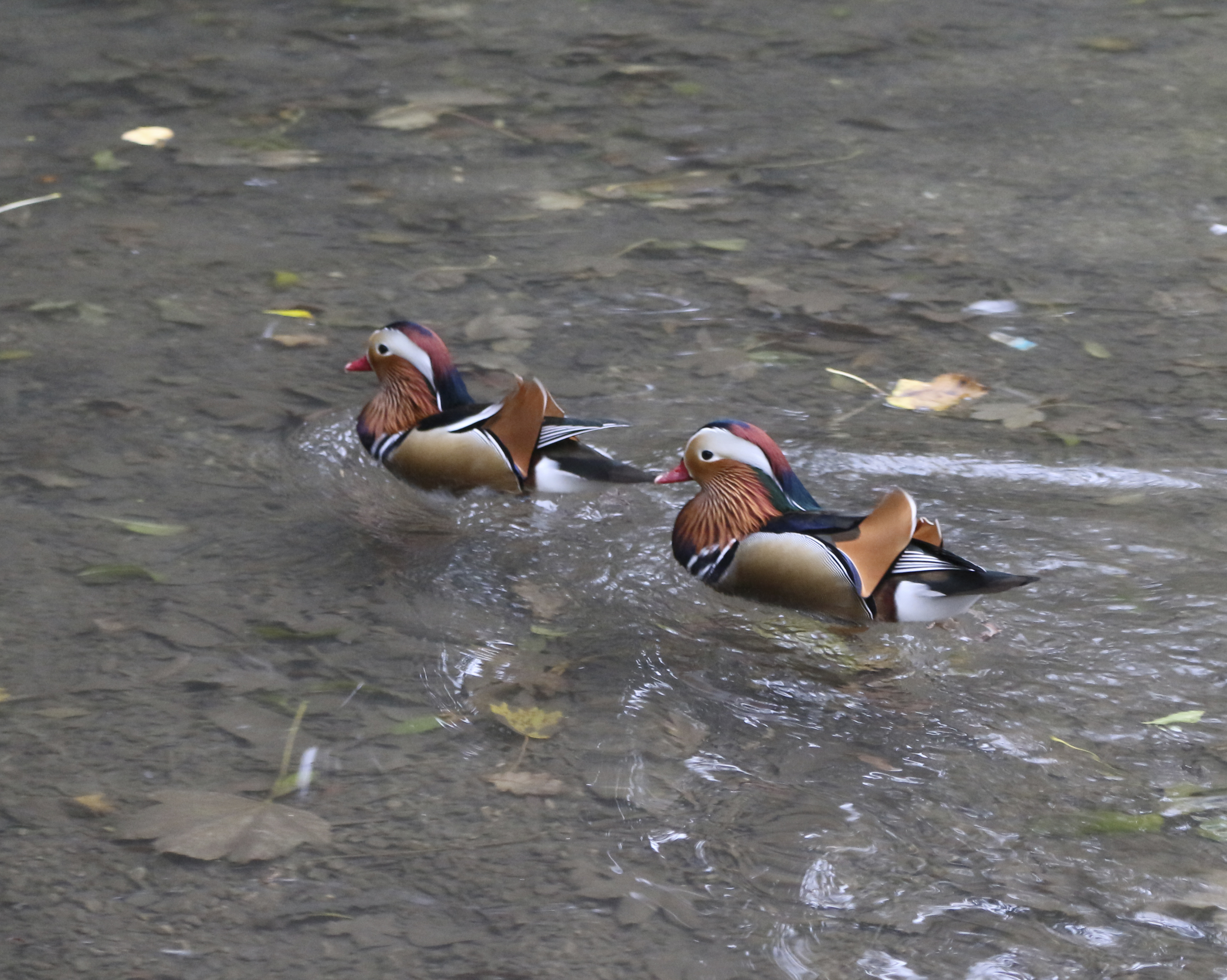 Photo n° 16 de l'avis de Laurent. fait le 05/08/2022 à 12:06