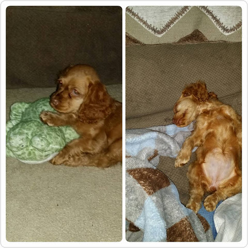 Pet Store «Pets Plus Inc», reviews and photos, 2610 Jefferson Davis Hwy, Stafford, VA 22554, USA