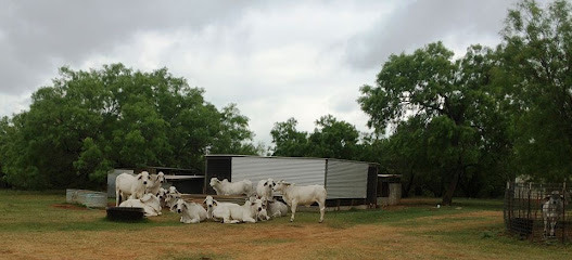 White Ranch Cattle