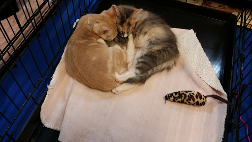 Pet Supply Store «PetSmart», reviews and photos, 6348 Foothill Blvd, Tujunga, CA 91042, USA