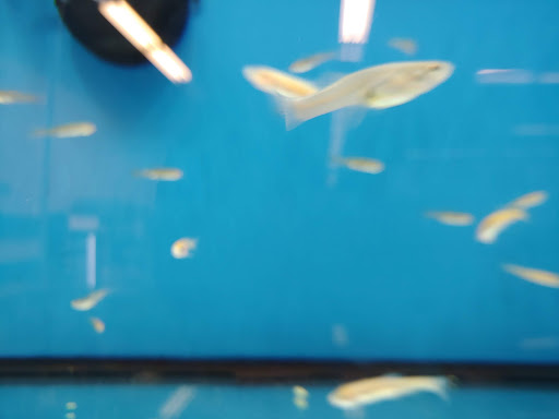 Pet Supply Store «Petco Animal Supplies», reviews and photos, 5120 E Bay Dr, Clearwater, FL 33764, USA