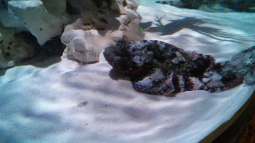 Aquarium «Via Aquarium», reviews and photos, 93 W Campbell Rd, Schenectady, NY 12306, USA