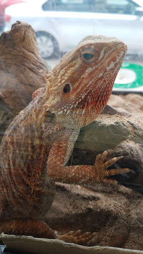 Reptile Store «MOC Reptiles», reviews and photos, 643 NE 125th St, North Miami, FL 33161, USA