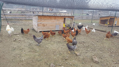 Les Volailles orangeoises, Vente de Poules pondeuses et d'ornement à Orange