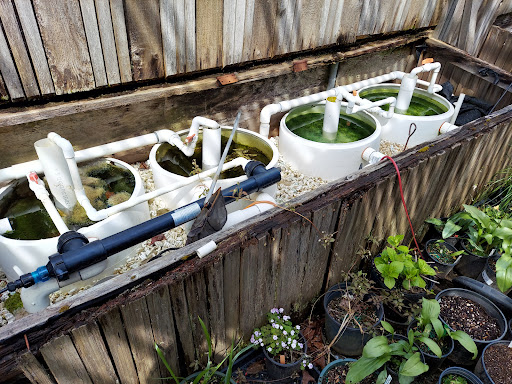 Willamette Koi & Water Lilies