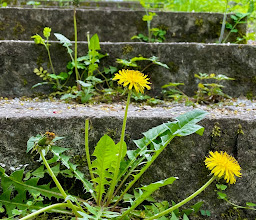 Landschaftspark Wuhletal photo