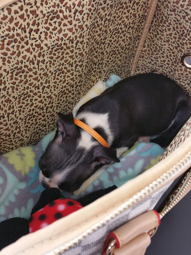 Pet Supply Store «Petco Animal Supplies», reviews and photos, 2849 Taylor Rd SW, Reynoldsburg, OH 43068, USA