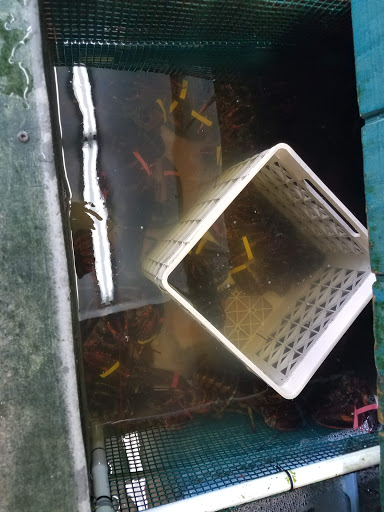 Seafood Market «Parsons Lobsters», reviews and photos, 64 Eagle Lake Rd, Bar Harbor, ME 04609, USA