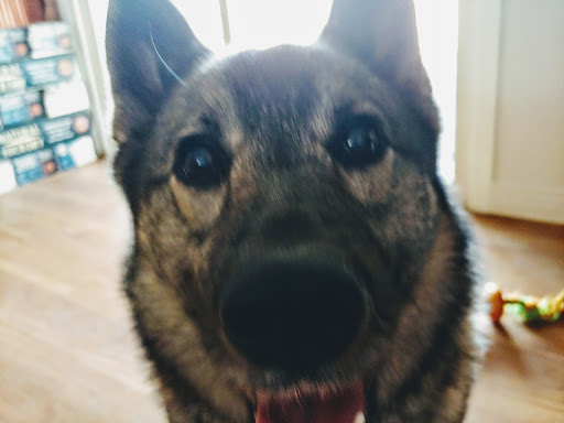 Pet Supply Store «PetSmart», reviews and photos, 3680 S US Hwy 41, Terre Haute, IN 47802, USA