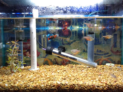 Pet Store «Aquatic Pets», reviews and photos, 414 Division St S, Northfield, MN 55057, USA