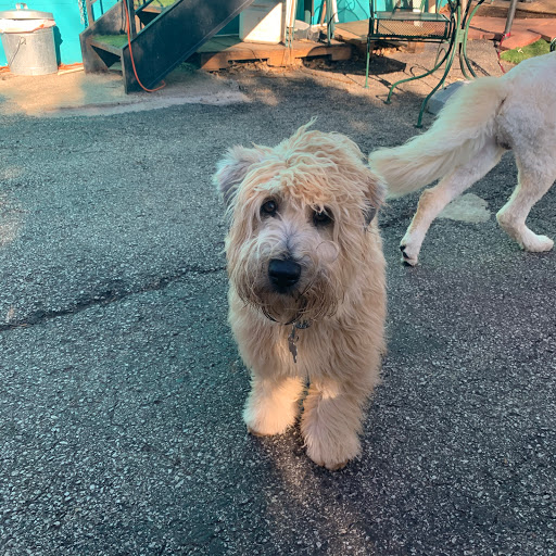 Pet Groomer «Doggie Style Bowtique», reviews and photos, 1713 Westport Rd, Kansas City, MO 64111, USA