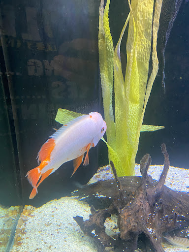 Tropical Fish Store «Optimum Aquarium», reviews and photos, 840 Ernest W Barrett Pkwy NW #700, Kennesaw, GA 30144, USA