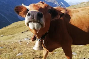 Les vaches de Mazaugues image