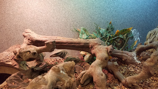 Pet Store «Exotic Pets», reviews and photos, 2410 N Decatur Blvd #160, Las Vegas, NV 89108, USA