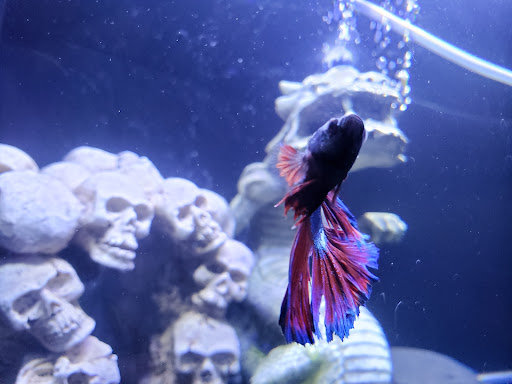 Pet Store «Exotic Fish», reviews and photos, 406 Northside Dr # F, Valdosta, GA 31602, USA