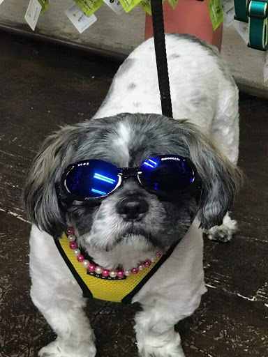 Boutique «Wag! A Unique Pet Boutique», reviews and photos, 231 N Main St A, Hendersonville, NC 28792, USA