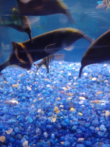 Tropical Fish Store «Delta Pet Center LLC», reviews and photos, 1370 Corporate Square Blvd, Slidell, LA 70458, USA