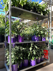 Garden Center at The Home Depot - Photo 4 - Car repair in Allen, TX, Allen