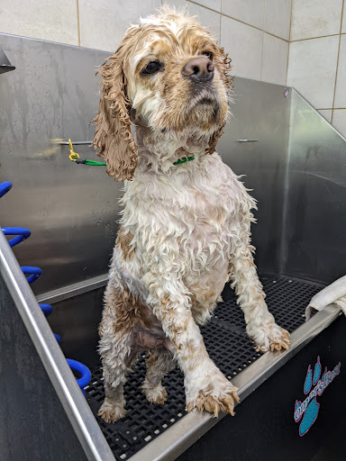 Pet Supply Store «Pet Supplies Plus», reviews and photos, 1240 Seminole Trail, Charlottesville, VA 22901, USA