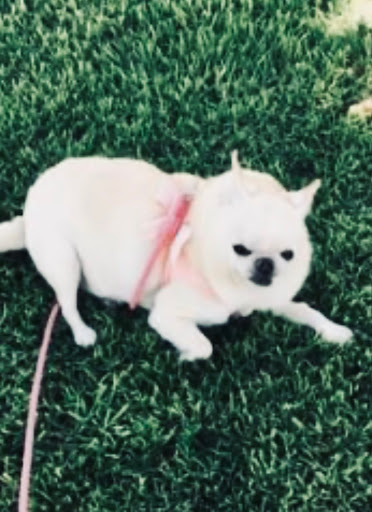 Calabasas Animal Clinic image