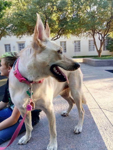 Park «Burnett Park», reviews and photos, 501 W 7th St, Fort Worth, TX 76102, USA