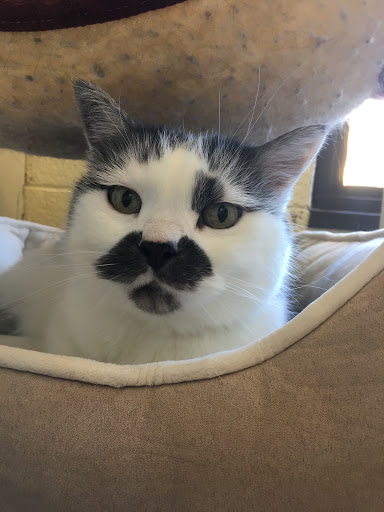 Pet Boarding Service «Idlewire Pet Care», reviews and photos, 5583 Harrison Blvd, South Ogden, UT 84403, USA