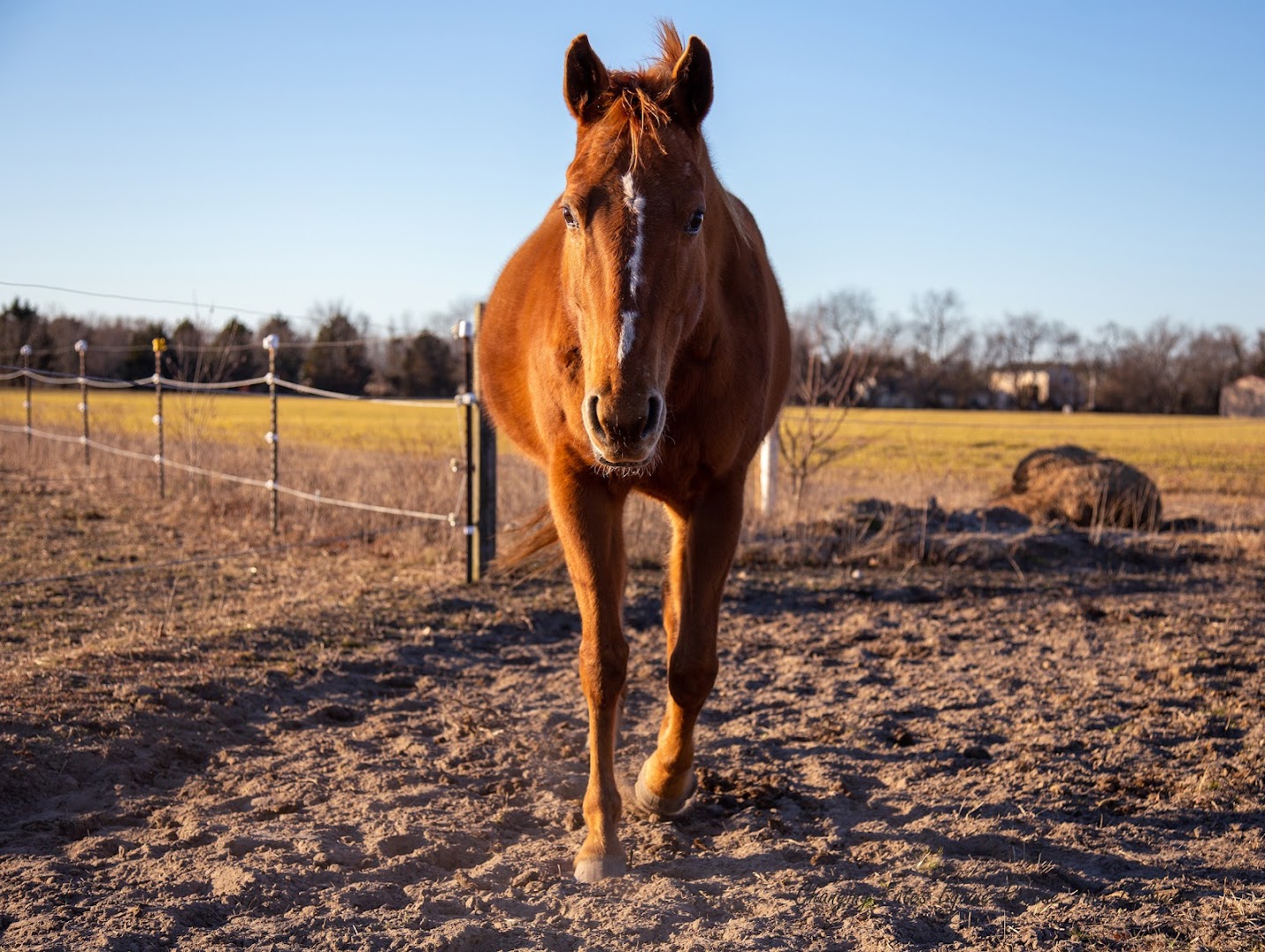 Changing Fates Equine Rescue of Delaware, Inc.