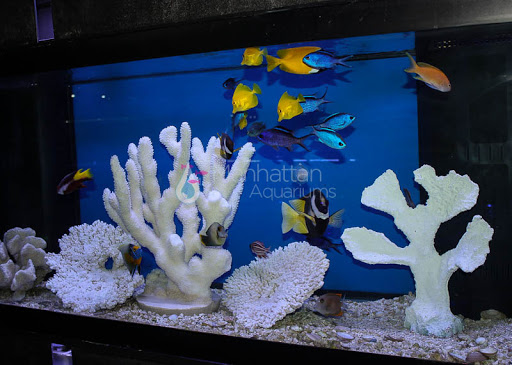 Tropical Fish Store «Manhattan Aquariums», reviews and photos, 522 W 37th St, New York, NY 10018, USA