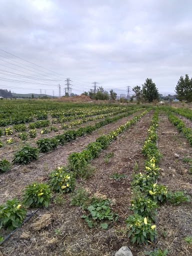 Produce Market «Green String Farm», reviews and photos, 3571 Old Adobe Rd, Petaluma, CA 94954, USA