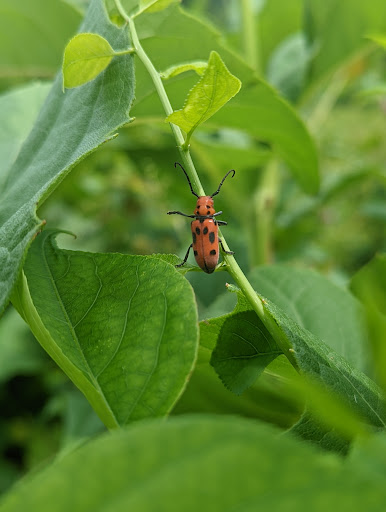 Park «Cromwell Valley Park», reviews and photos, 2002 Cromwell Bridge Rd, Parkville, MD 21234, USA
