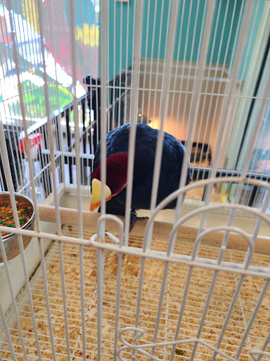 Pet Store «Parrots Of The World Aquarium and Pet Center», reviews and photos, 316 Sunrise Hwy #1, Rockville Centre, NY 11570, USA