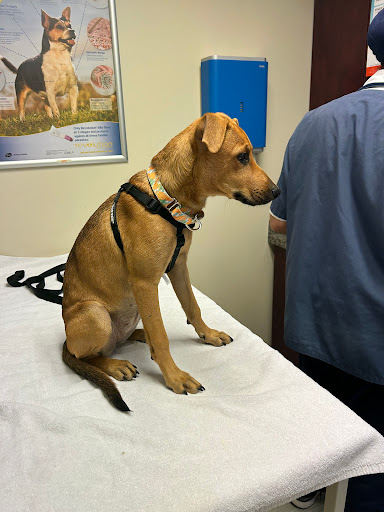 Bloor Street Animal Hospital image