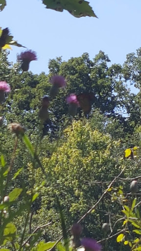 Nature Preserve «Jackson Bog State Nature Preserve», reviews and photos, 7984 Fulton Dr NW, Massillon, OH 44646, USA