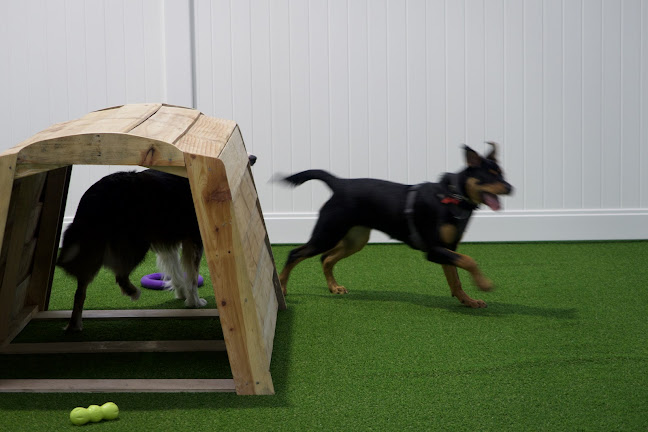 Reviews of WAG Doggy Daycare in Christchurch - Dog trainer
