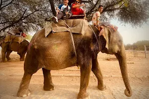 Elephant with Jaipur | Elephant's Best Sanctuary in Jaipur (Contact By Whatsapp) image