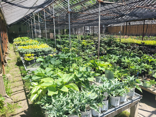 Plant Nursery «Goldner Walsh Garden and Home», reviews and photos, 559 Orchard Lake Rd, Pontiac, MI 48341, USA