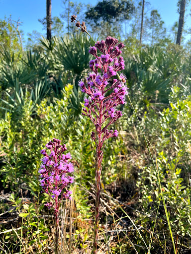 Nature Preserve «Cypress Creek Natural Area», reviews and photos, 10035 W Indiantown Rd, Jupiter, FL 33478, USA