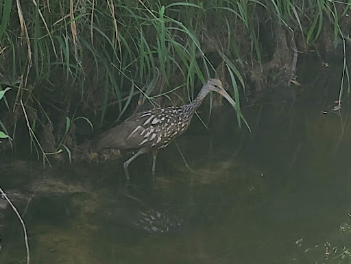 Park «Lake Lotus Park Office», reviews and photos, 1153 Lake Lotus Park Rd, Altamonte Springs, FL 32714, USA