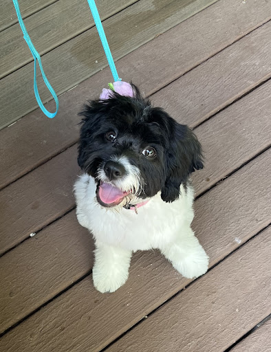 Pet Groomer «Fetching Styles, LLC», reviews and photos, 90 Foothills Pkwy c202, Marble Hill, GA 30148, USA