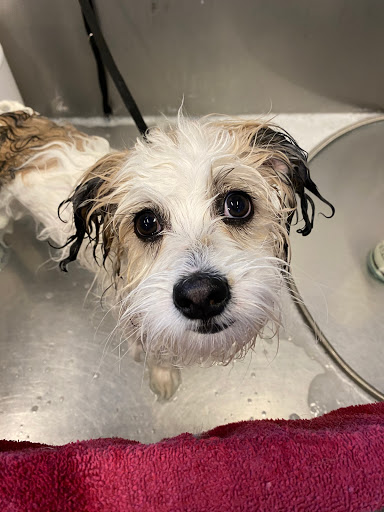 Pet Store «Healthy Pets Mountain West», reviews and photos, 2352 Fort Union Blvd, Cottonwood Heights, UT 84121, USA