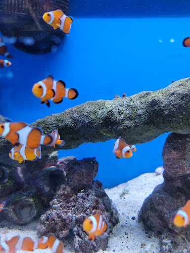 Pet Store «Pets Plus Inc», reviews and photos, 2610 Jefferson Davis Hwy, Stafford, VA 22554, USA