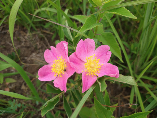 Nature Preserve «Shoe Factory Road Prairie Nature Preserve», reviews and photos, Shoe Factory Rd, Hoffman Estates, IL 60192, USA