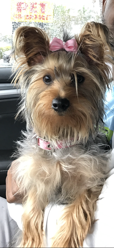 Pet Store «Puppy Boutique Store», reviews and photos, 4001 N Federal Hwy, Fort Lauderdale, FL 33308, USA