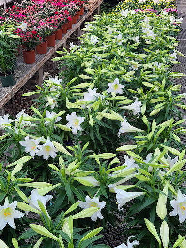 Florist «Exotic Flowers», reviews and photos, 609 American Legion Hwy, Boston, MA 02131, USA