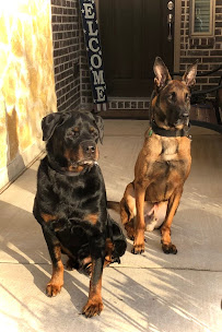 K9 Play Date - Photo 2 - Car repair in , Garland