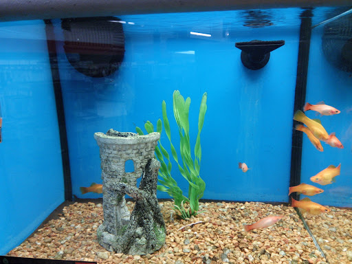 Pet Supply Store «Petco Animal Supplies», reviews and photos, 2353 SE Federal Hwy, Stuart, FL 34994, USA