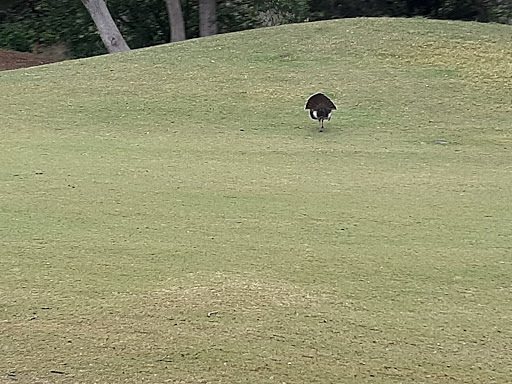 Golf Course «Cedar Creek Golf Course», reviews and photos, 8250 Vista Colina, San Antonio, TX 78255, USA