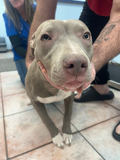 Grand Avenue Animal Hospital image