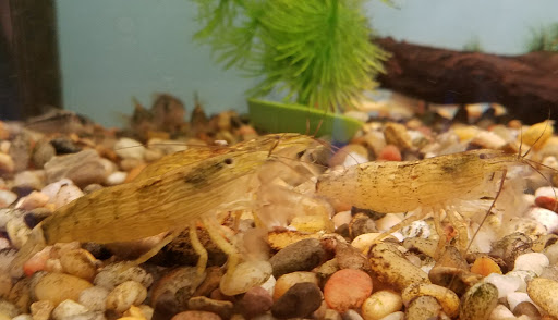 Tropical Fish Store «Pet Friendly Inc», reviews and photos, 845 Manitou Rd, Hilton, NY 14468, USA